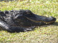 Happy aligator, Paddler America