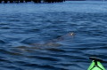 Manatee aliens in Crystal River, Paddler America